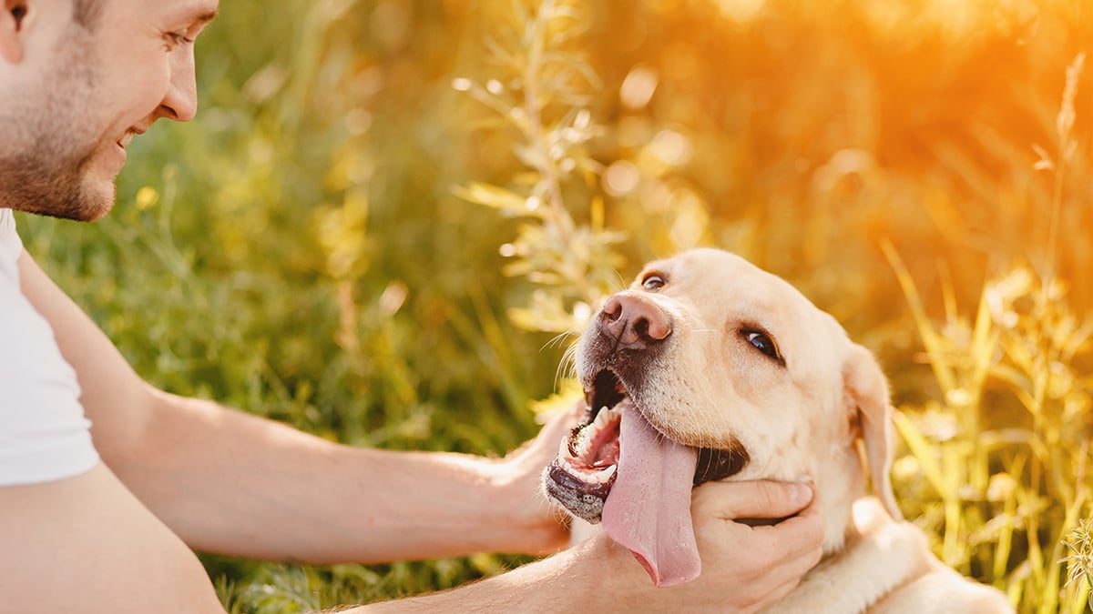 Immunsystem stärken Ein Hund lässt sich in Sonnenstrahlen auf einer Wiese streicheln.
