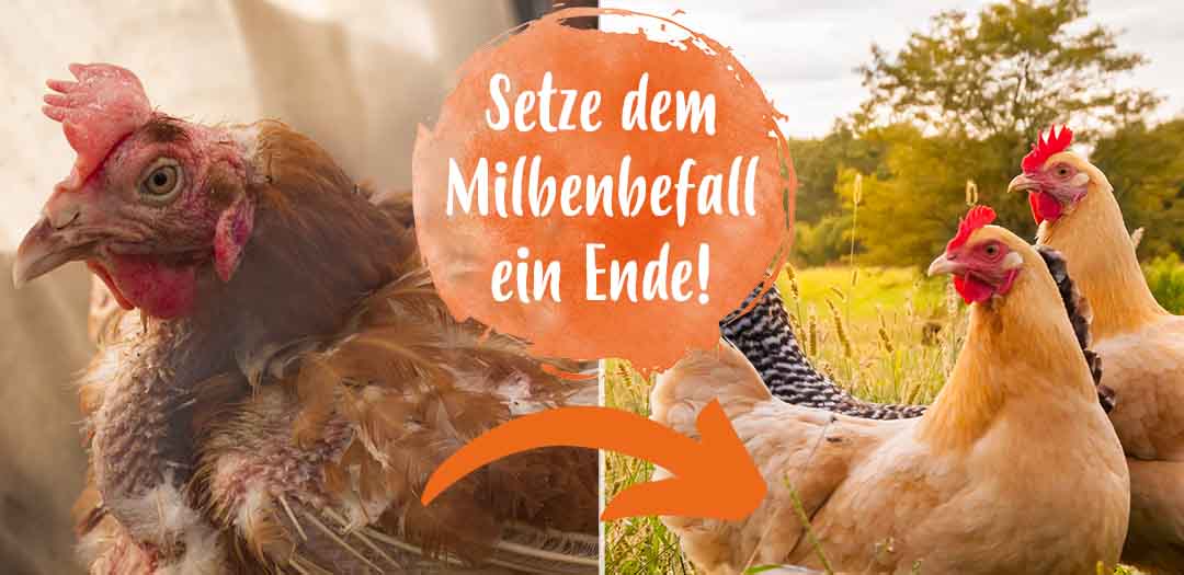 Den Milbenbefall der Hühner wurde mit den Anti-Milben-Produkten von Ida Plus ein ende gesetzt.