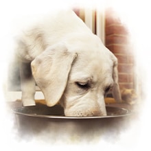 Ein Hund frisst aus einer Schale