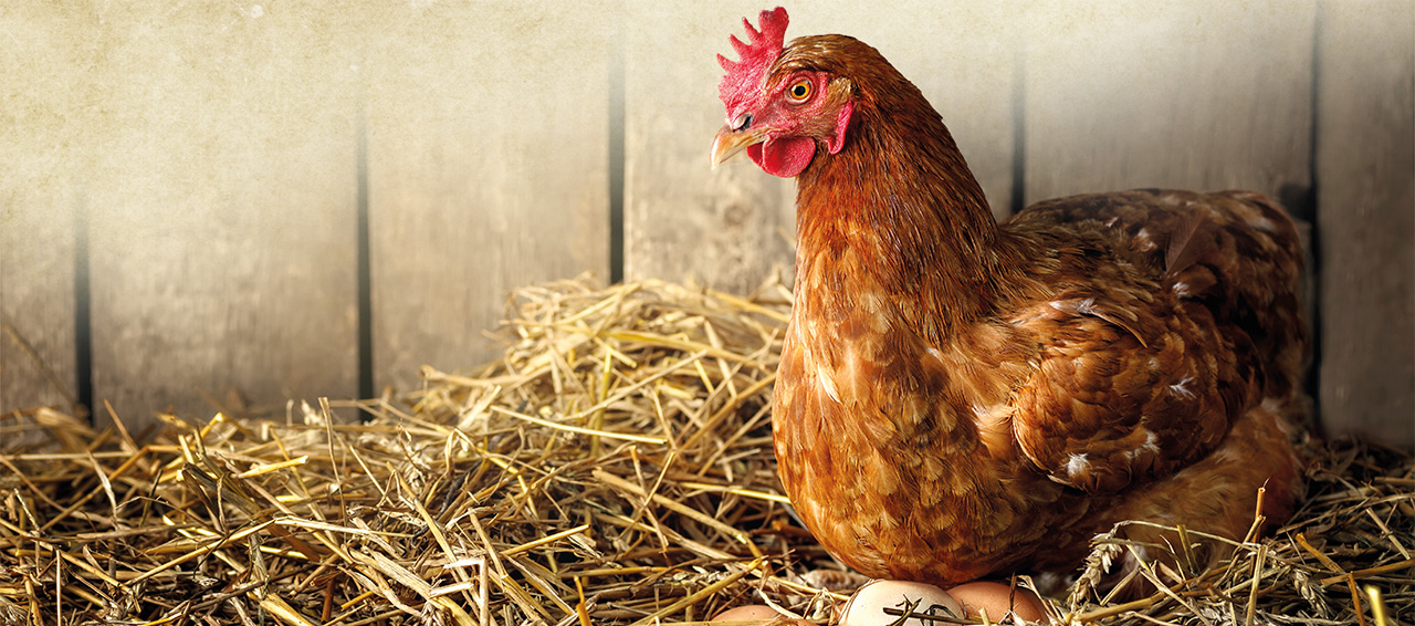 Huhn in Stall auf Eiern Es wird ein brütendes Huhn in einem Stall gezeigt.
