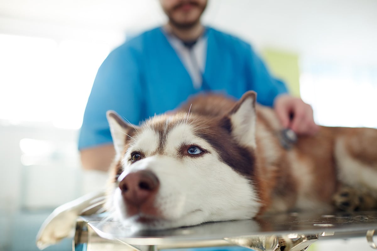 Hund beim Arzt Ein Hund liegt beim Tierarzt auf einer liege und wird mit einem Stethoskop abgehorcht.