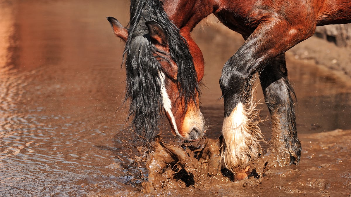 Pferd planscht Ein Pferd plantscht im Wasser.
