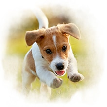 Welpen Sprung Ein Welpe macht einen Sprung