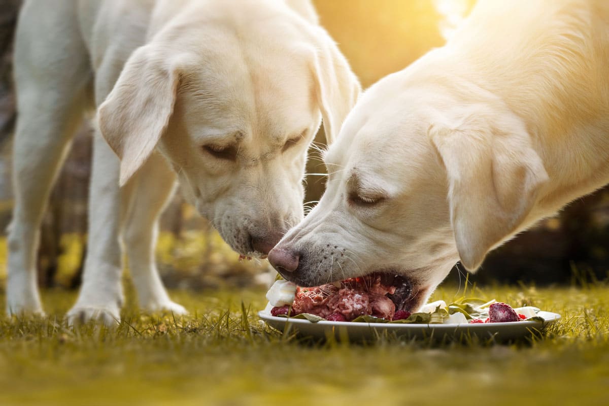 Hunde Barf Zwei Hunde sind an einer Barf Mahlzeit.