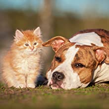 Baby Katze und Hund Eine Baby Katze sitzt neben einen liegenden Hund.