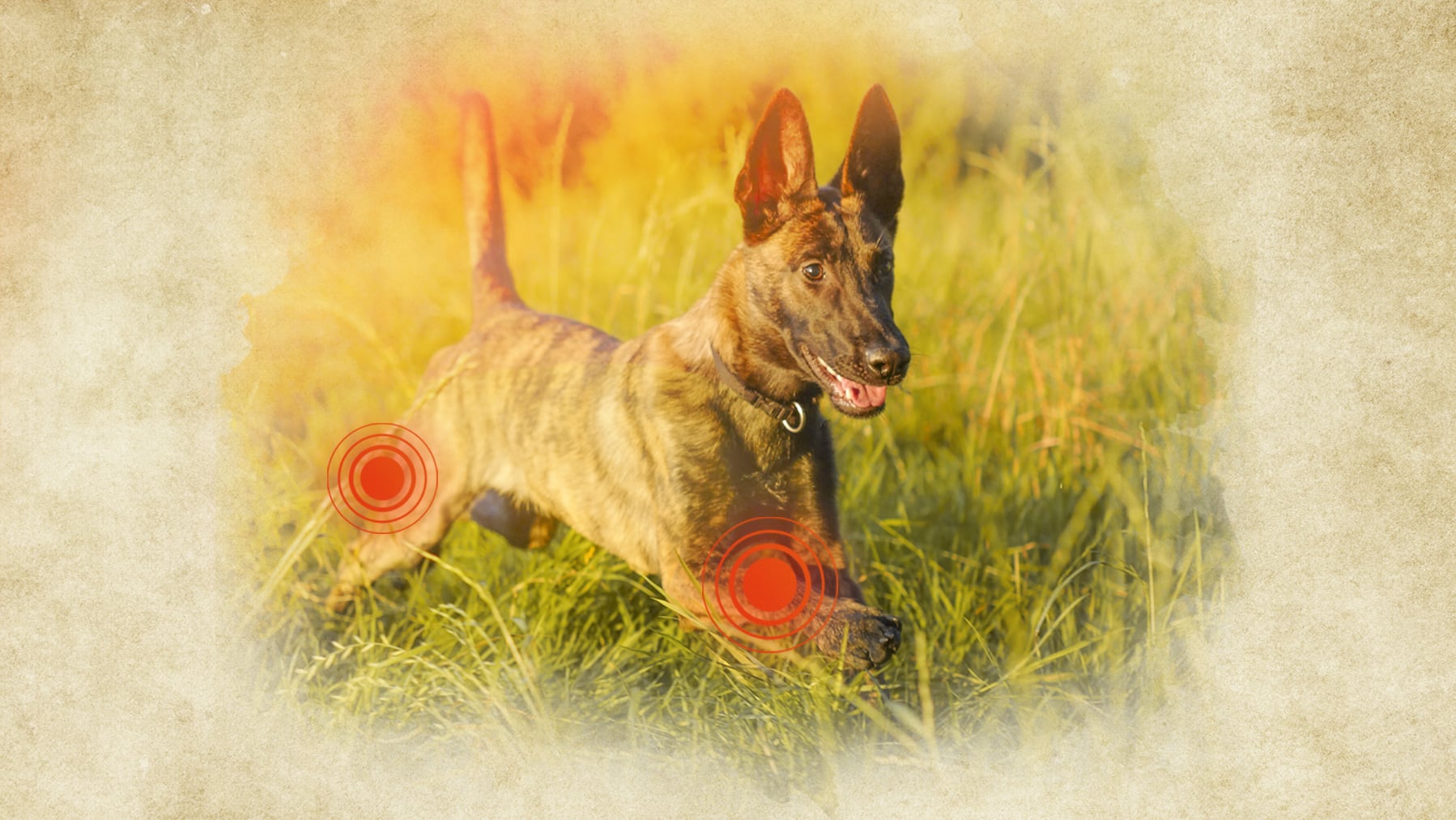 Hund Gelenke Markierung Ein Hund rennt über eine Wiese. Die dabei stark beanspruchten Gelenke sind hierbei rot markiert.