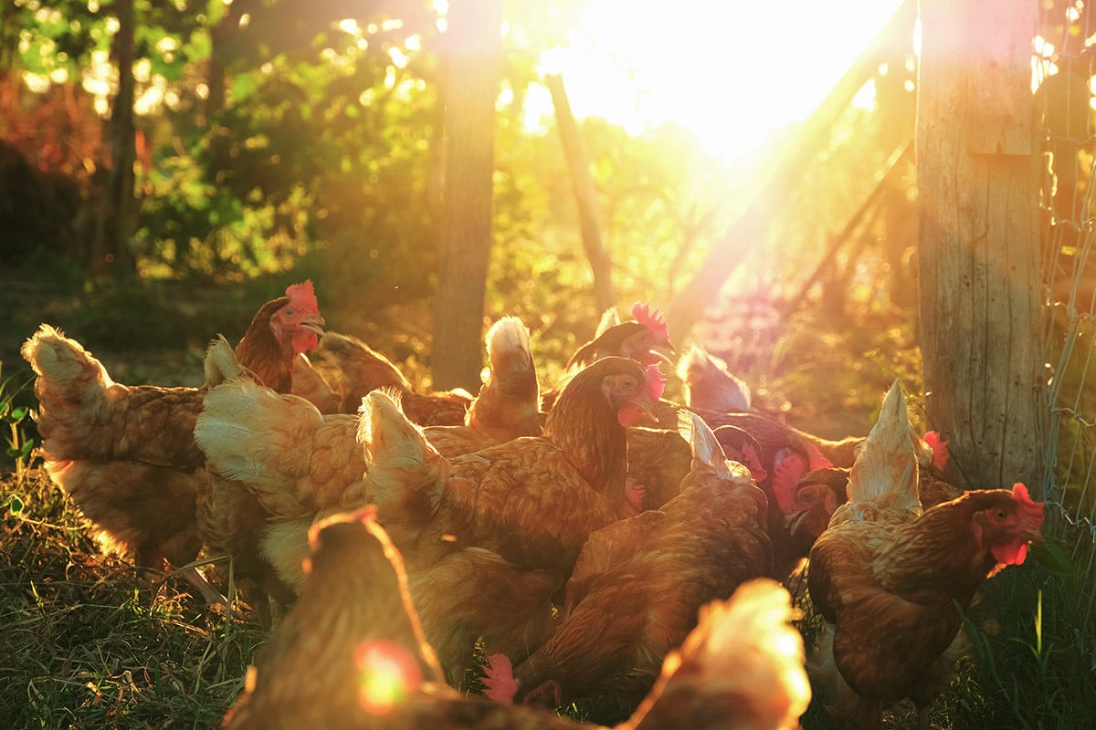 Hühner Gruppe Eine Gruppe Hühner sammelt sich in der abendliche Sonne