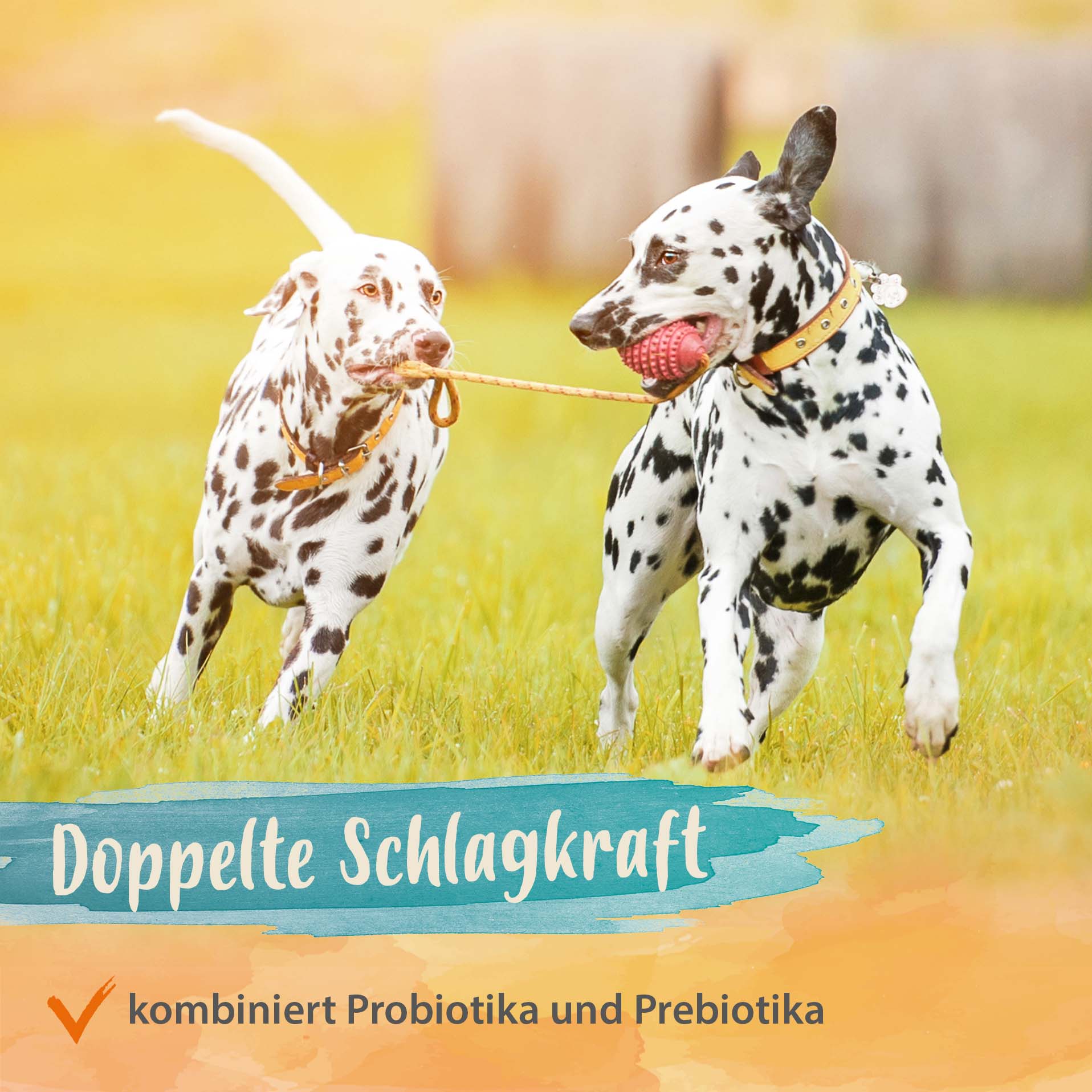 Darmbiotic - gesunde Darmbakterien - Probiotika zur Darmsanierung - 120 Stk. Darmbiotic - gesunde Darmbakterien - Probiotika zur Darmsanierung - 120 Stk.