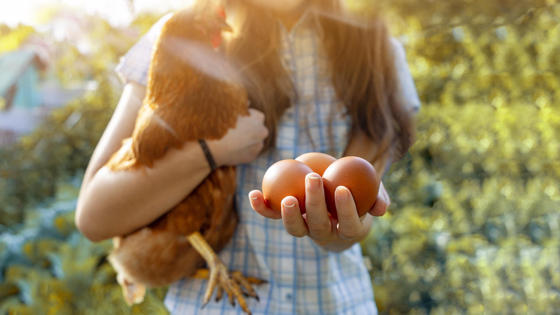 Eier und Huhn Ein Mädchen hält ein Huhn im Arm und drei Eier in der Hand
