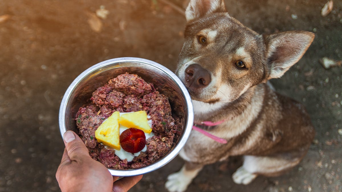 Vorfreude aufs Fresschen Ein Hund wartet Geduldig auf seine BARF Mahlzeit.