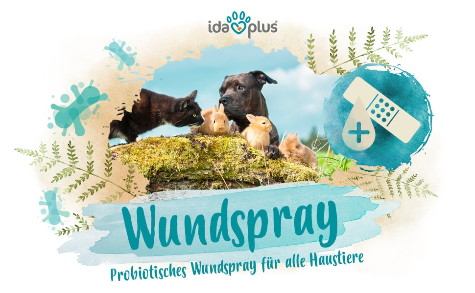 Wundspray A+ Header Ein Hund und eine Katze schauen kleine Kaninchen an. Darunter steht: 'Wundspray' 'Probiotisches Wundspray für alle Haustiere'