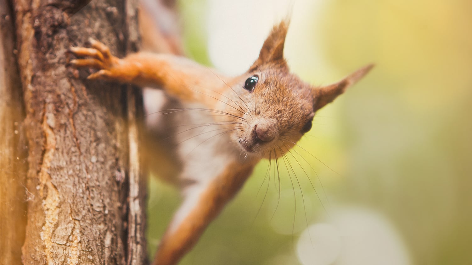 Eichhörnchen am Baum Ein Eichhörnchen am Baum