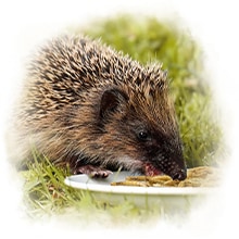 Igel frisst Mehlwürmer Ein Igel frisst Mehlwürmer von einem Teller.
