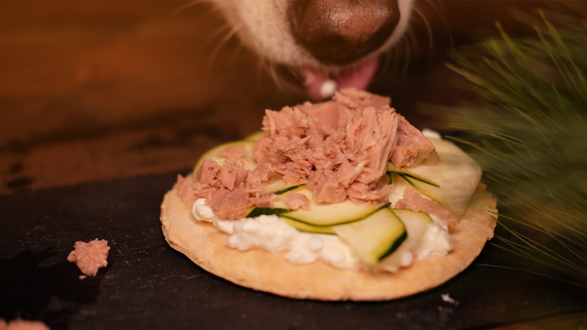 Hunde Pizza Die fertige Hunde Pizza.