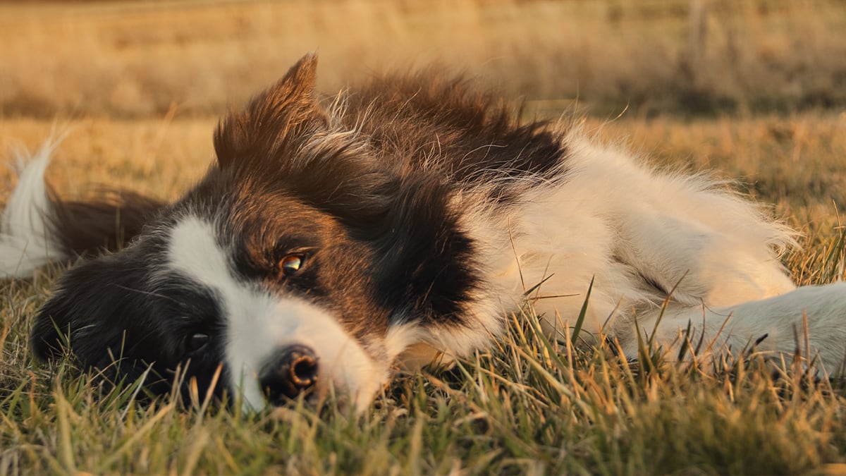 Hund auf Wiese Ein Hund sonnt sich auf einer Wiese.
