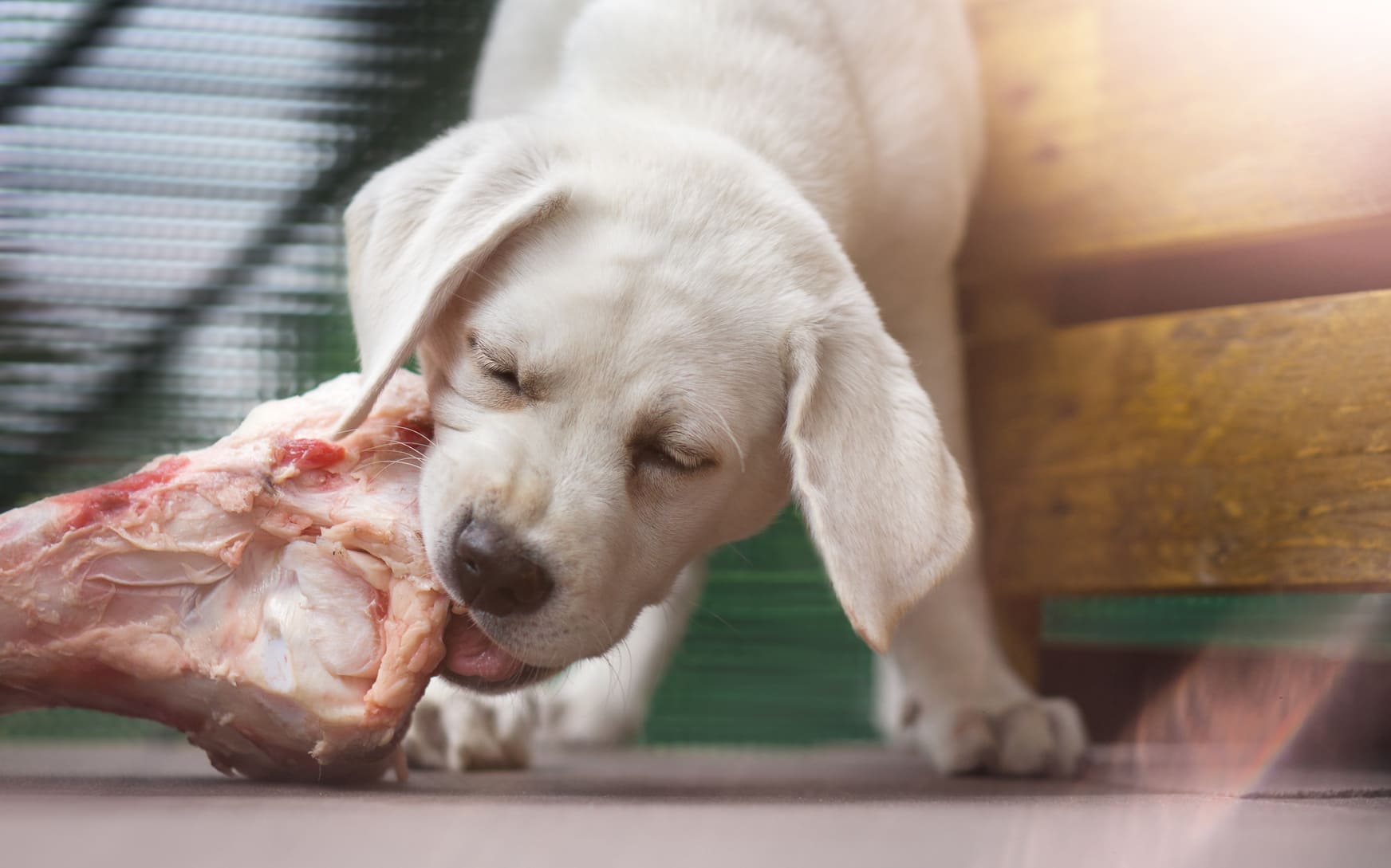 Hund frisst Knochen Ein junger Hund frisst einen Knochen.
