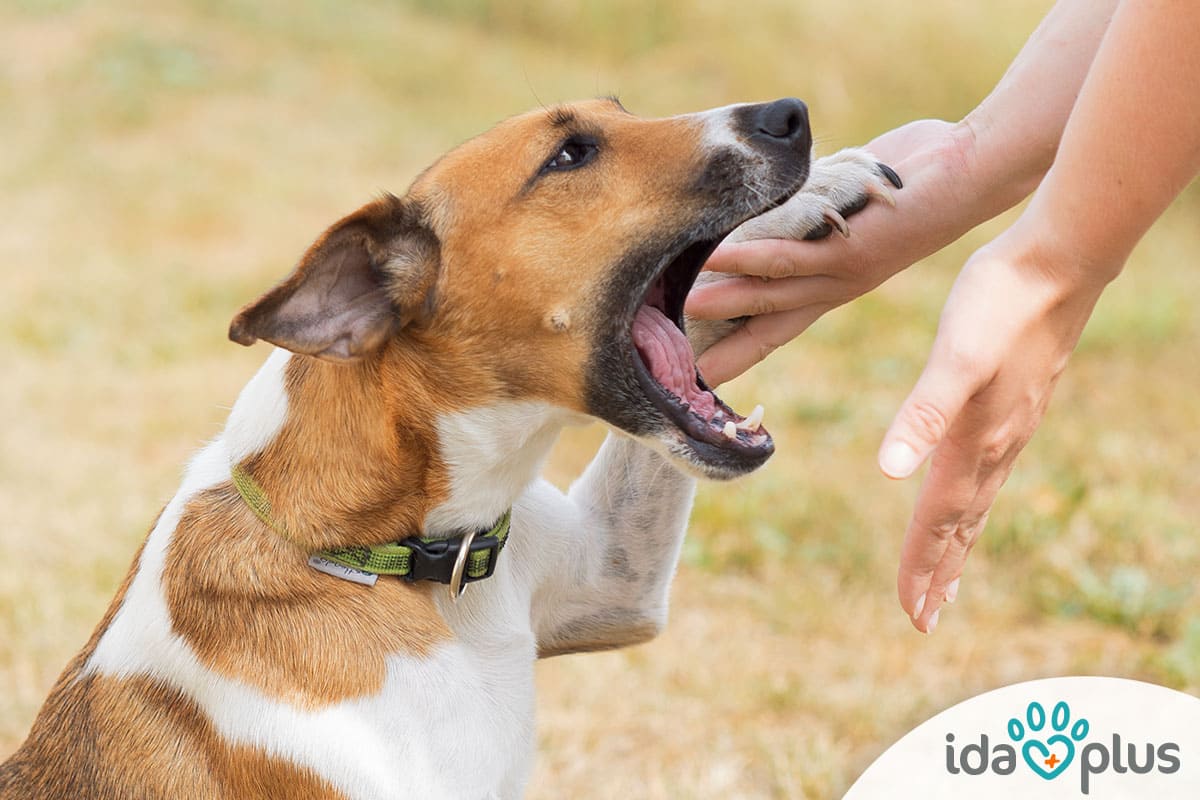 Heisse Pfote Ein Hund und dessen Besitzerin spielen wild zusammen.