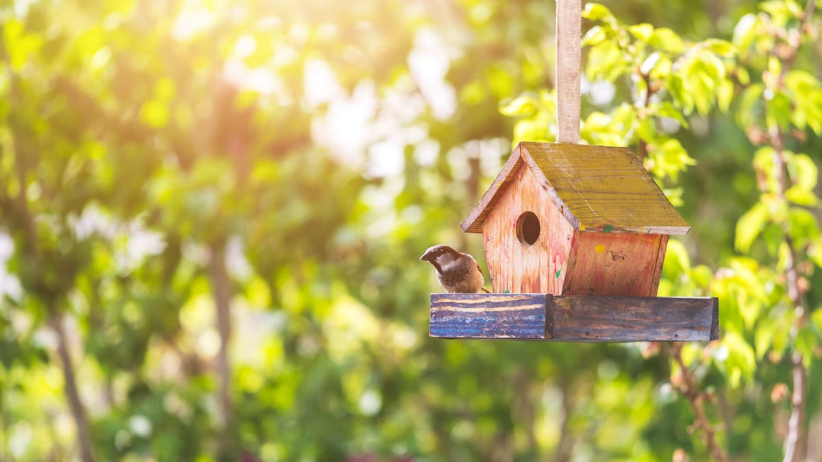 Vogel im Vogelhaus Ein Vogel sitzt in einem Vogelhaus.