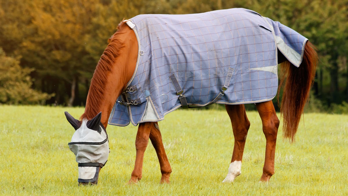 Eingepacktes Pferd Ein Pferd mit Jacke und Gesichtsschutz grast auf einer Wiese.