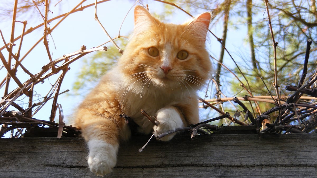 Katze erkundet Eine Katze erkundet die Natur.