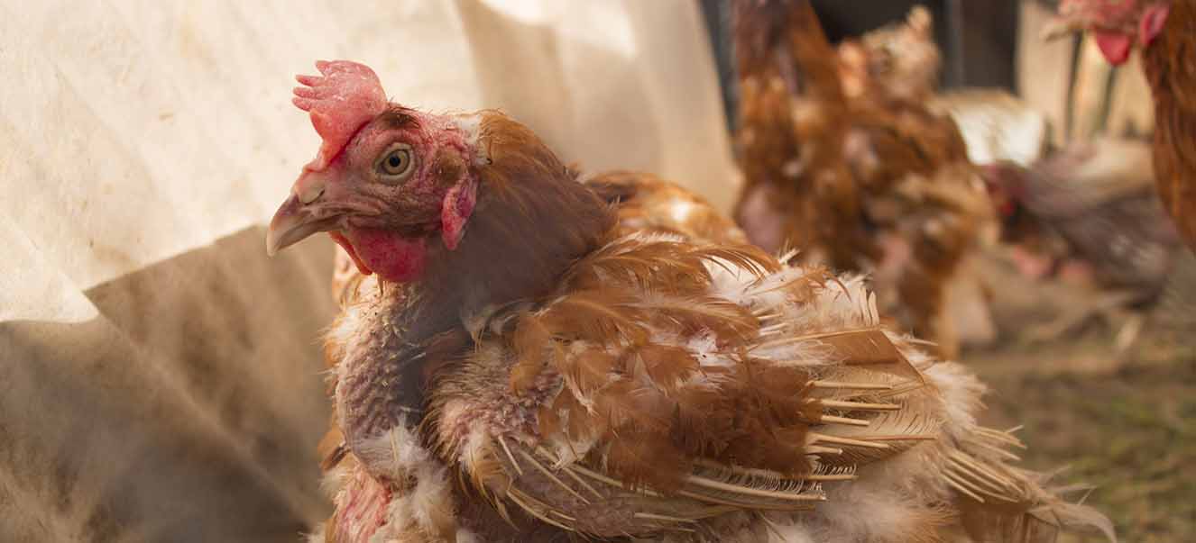 Huhn mit Milbenbefall Ein Huhn sitzt mit Milbenbefall im Stall.