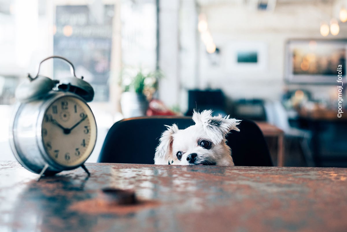 Hund und Wecker Ein kleiner Hund schaut neugierig auf einen Wecker der auf einem Tisch steht.