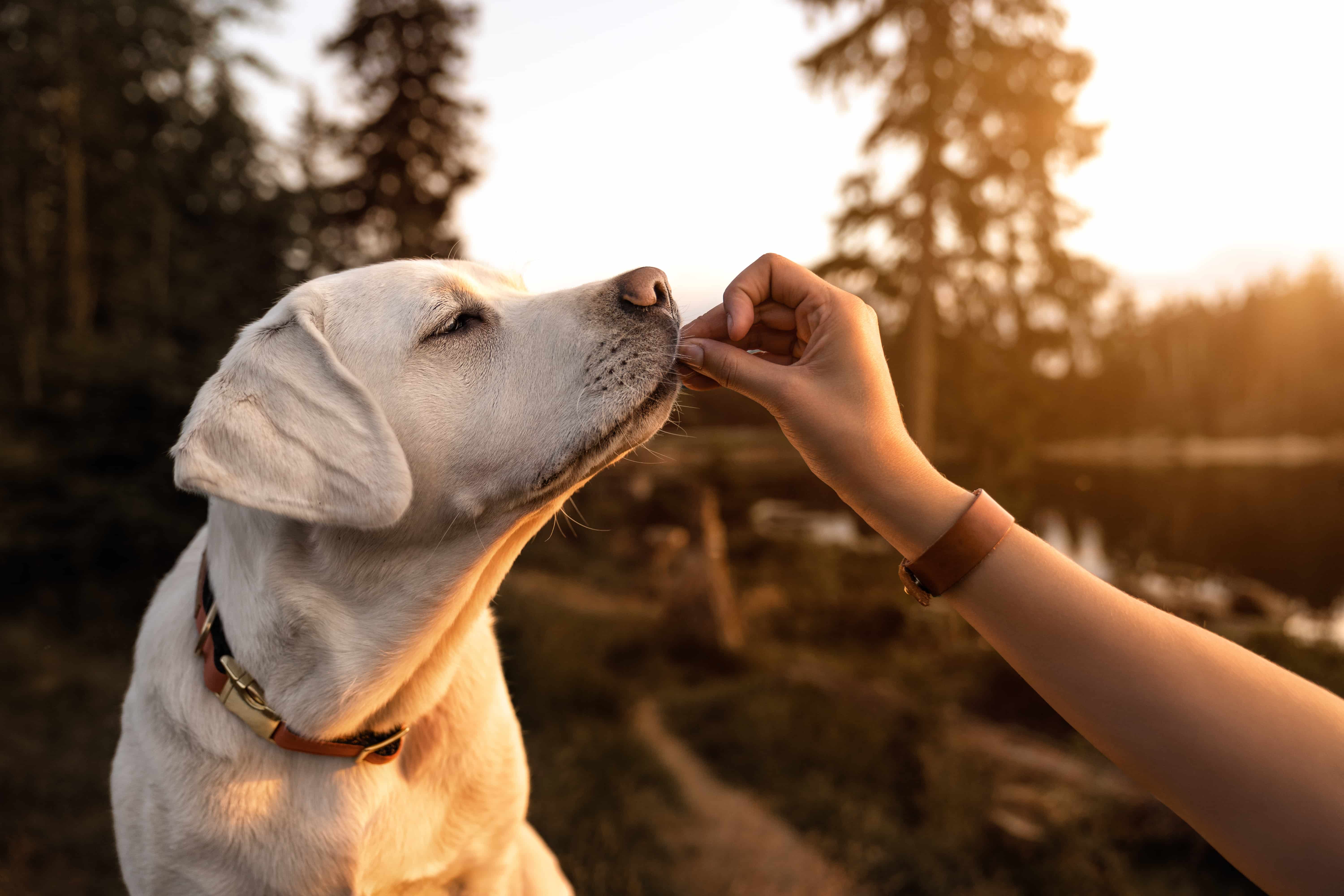 Labrador Retriever Labrador Retriever