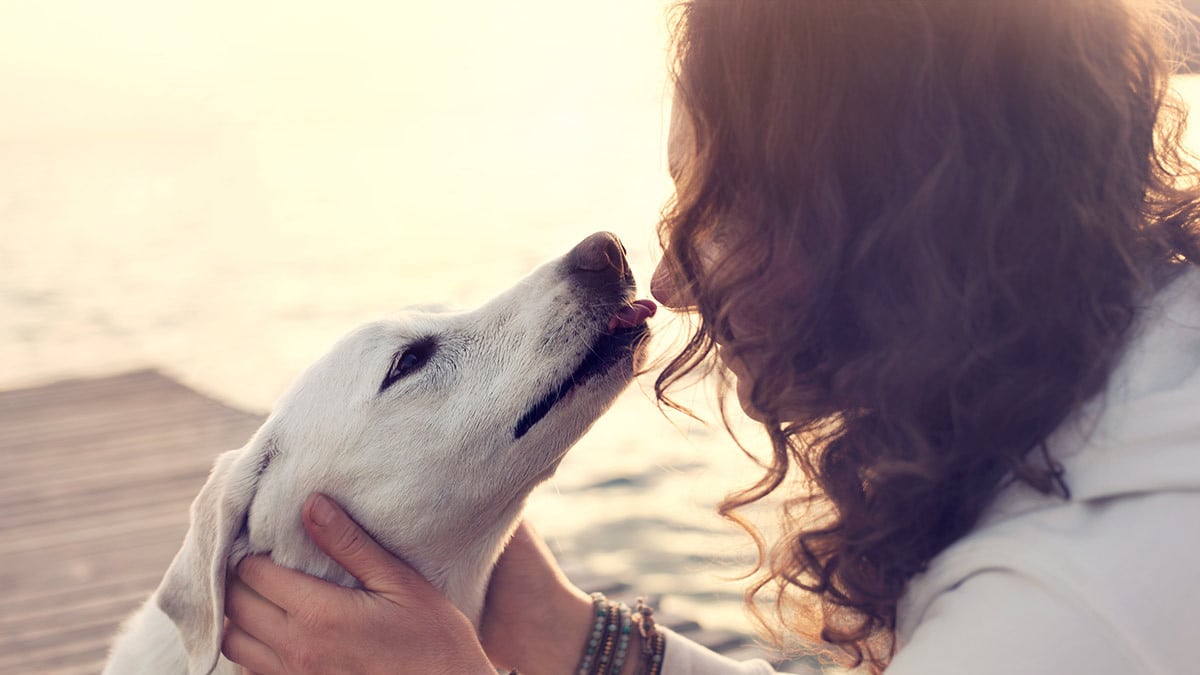 Mundgeruch Hund Ein Hund will seine Besitzerin im Gesicht abschlecken.