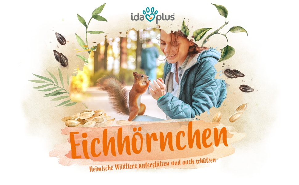 Eichhörnchen A+ Header Ein Bild von einem Eichhörnchen, das Gefüttert wird. Darunter steht: 'Eichhörnchen' 'Heimische Wildtiere unterstützen und auch schützen'