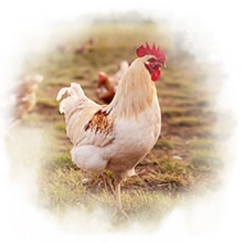 Huhn auf Wiese Ein Huhn läuft über eine Wiese.