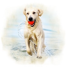 Hund mit Ball Ein Hund läuft mit Ball im Mund durchs Wasser.