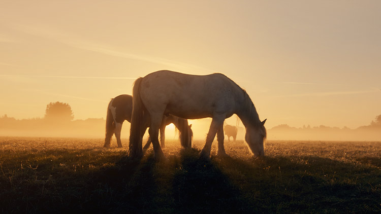 Pferde bei Sonnenuntergang Einige Pferde auf einer Wiede bei Sonnenuntergang