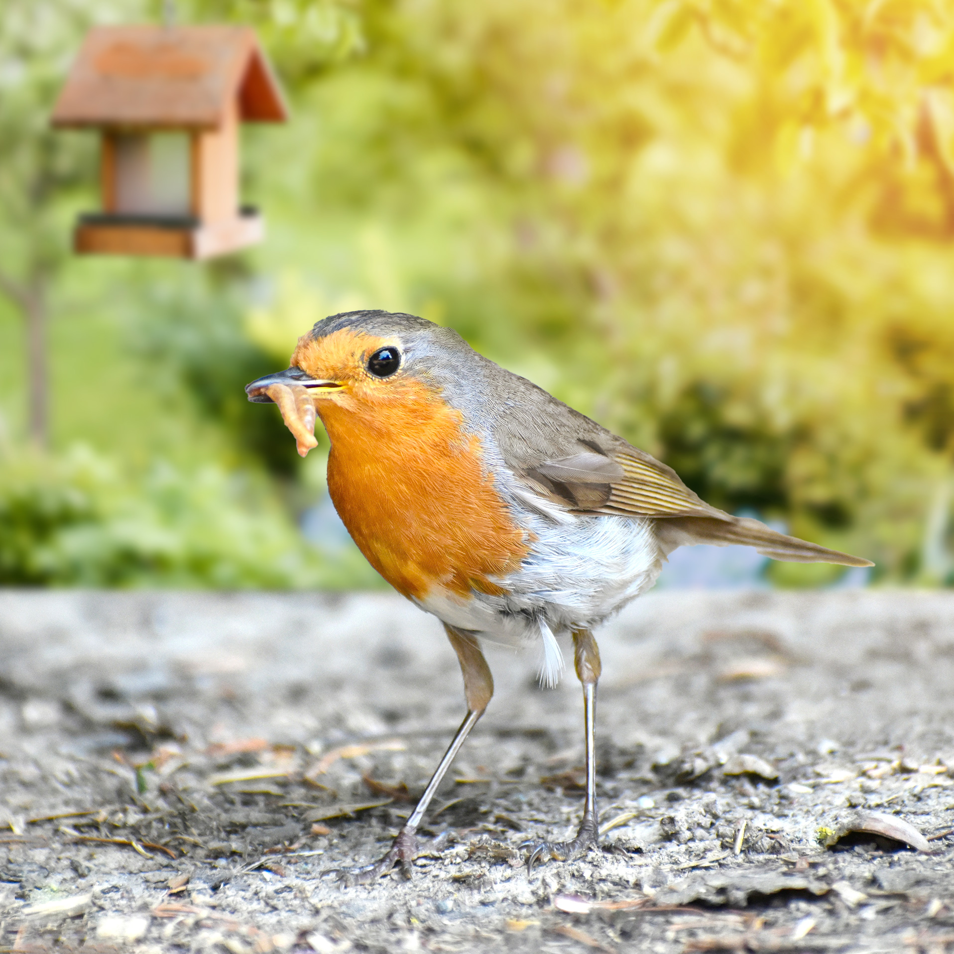 Edel Mehlwürmer getrocknet - Insekten Snack für Wildvögel - 1000g Edel Mehlwürmer getrocknet - Insekten Snack für Wildvögel - 1000g
