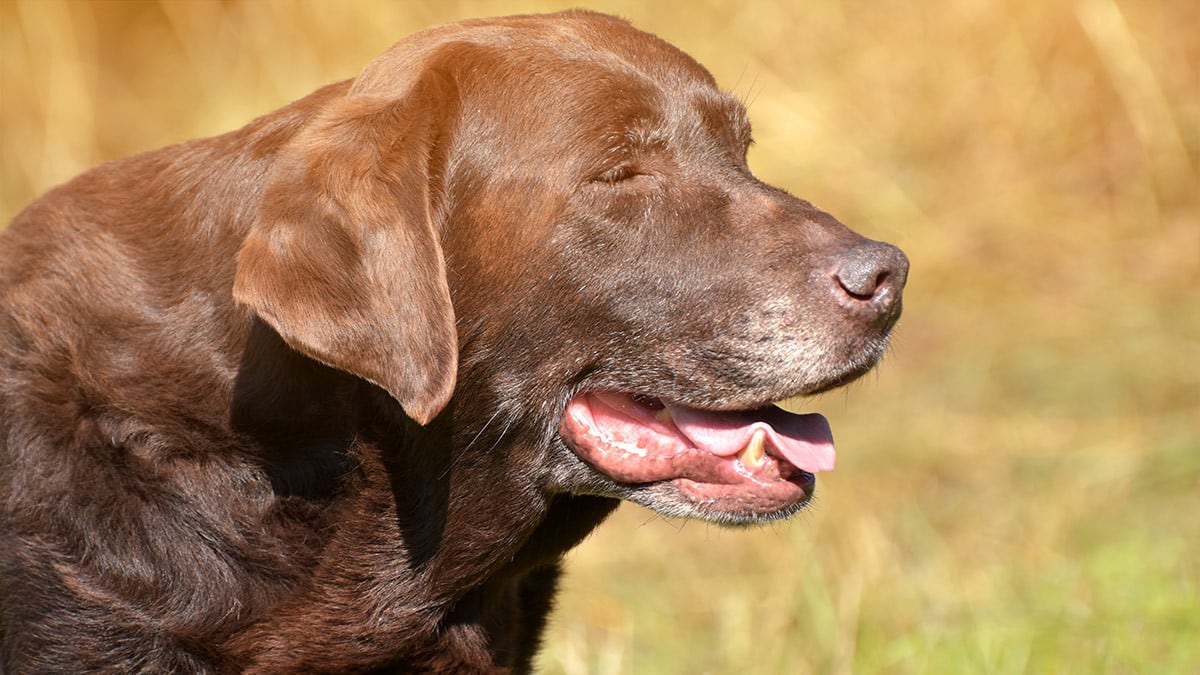 Arthrose Hund Ein älter Hund hechelt.