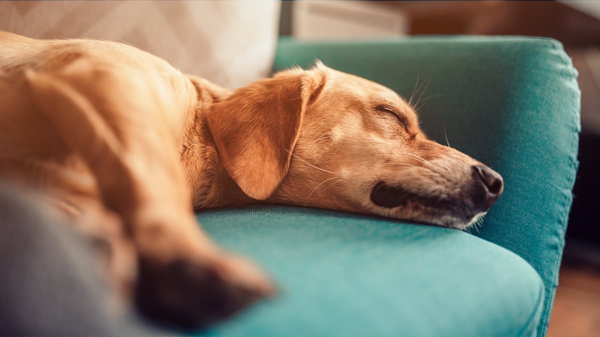 Hund auf der Couch Ein Hund schläft auf der Couch.