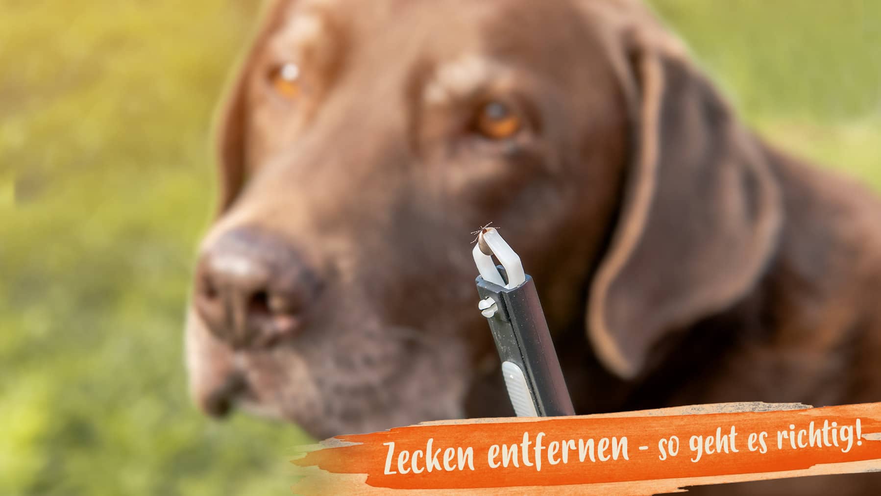 Zecken entfernen Header Im Hintergund steht ein Hund. Davor ist eine Pinzette mit einer Zecke darin. Daneben steht: 'Zecken entfernen - so geht es richtig!'